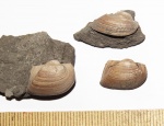 Grammatodon pictum