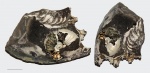 Mirosphinctes в Amoeboceras