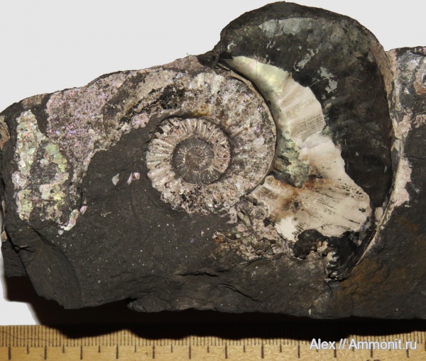 макроконхи, Amoeboceras, Amoeboceras serratum, Macroconchs