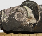 Макроконх Amoeboceras serratum