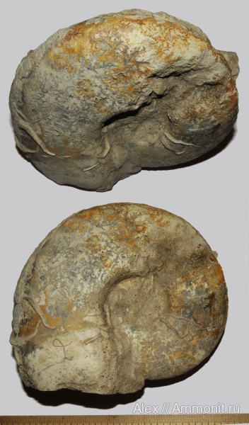 аммониты, серпулы, макроконхи, Quenstedtoceras, Serpulidae, Ammonites, Macroconchs