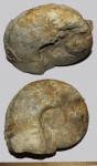 Макроконх Quenstedtoceras sp