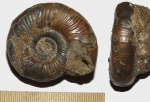Grossouvria sp.
