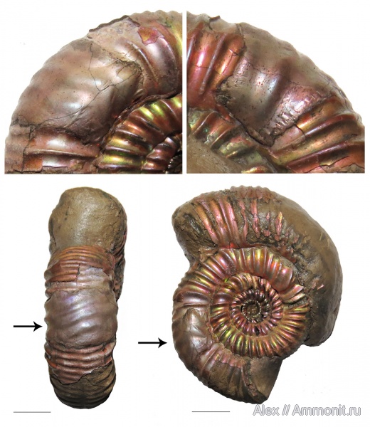оксфорд, Perisphinctes, Perisphinctidae, прижизненные повреждения, Properisphinctes, Properisphinctes orbignyi, ventral bite marks, forma fenestra, ammonoid sublethal injuries, Oxfordian, Lower Oxfordian
