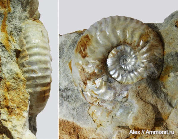 микроконхи, Sutneria, Aspidoceratidae, Sutneria eumela, Microconchs