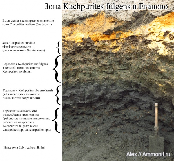Kachpurites, Craspedites, Subcraspedites, зона Kachpurites fulgens, Volgian