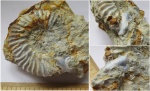 Aulacostephanus eudoxus с устьем