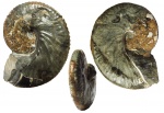 Discoscaphites conradi