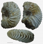 Longaeviceras sp.