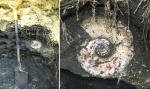 Макроконх Craspedites okensis