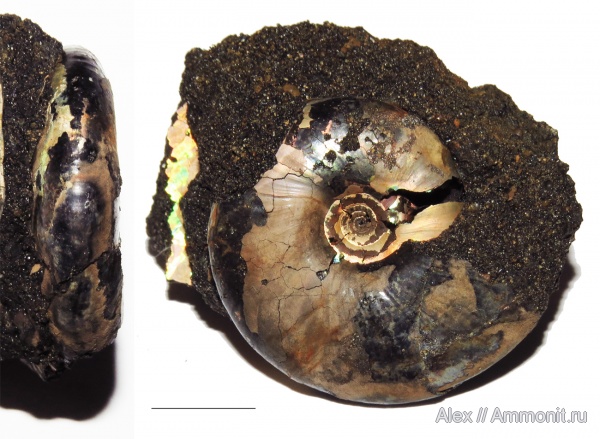Kachpurites, Kachpurites subfulgens, вентральные укусы, ventral bite marks, Volgian