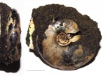 Kachpurites subfulgens