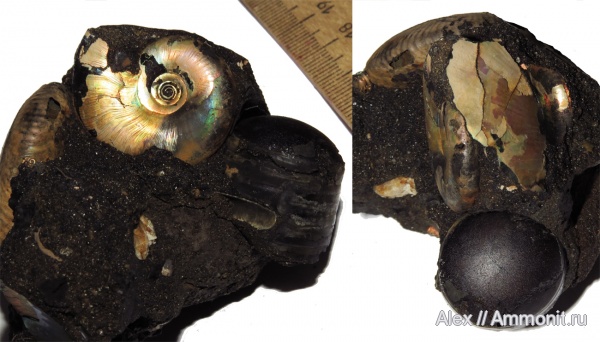 белемниты, микроконхи, Kachpurites, Kachpurites cheremkhensis, Microconchs, Volgian, belemnites