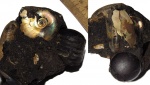 Kachpurites cheremkhensis и фрагмокон белемнита