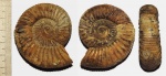 Kranaosphinctes с реки Йода