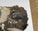 Аптих Kachpurites cheremkhensis Аптих Kachpurites cheremkhensis