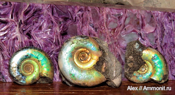 Kachpurites, Kachpurites fulgens, 9 карьер, Volgian