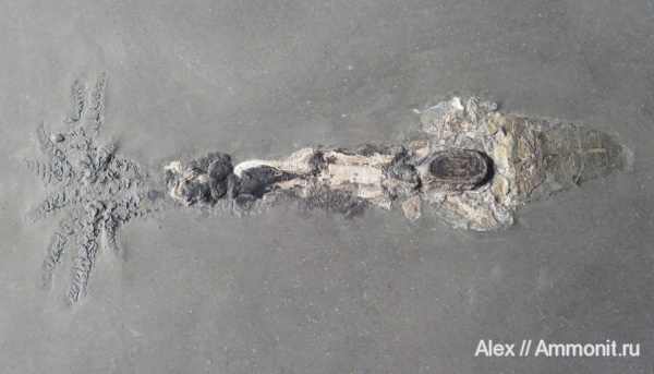 Coleoidea, Holzmaden, Urwelt Museum Hauff, Phragmoteuthis, Phragmoteuthis conocauda, arm hooks, Clarkeiteuthis conocauda, Clarkeiteuthis