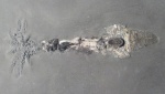 Phragmoteuthis conocauda