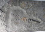 Passaloteuthis laevigata