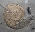 Аммонит Eleganticeras elegantum