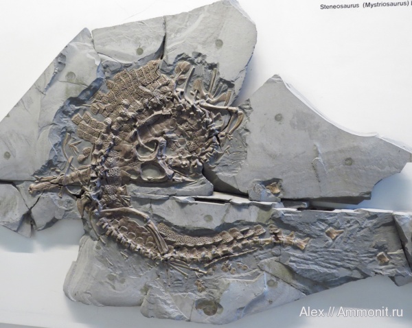Steneosaurus, Steneosaurus bollensis, Holzmaden, Urwelt Museum Hauff, Teleosauridae