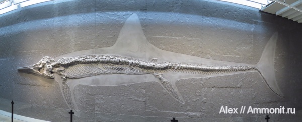Holzmaden, Urwelt Museum Hauff, Temnodontosaurus, Temnodontosaurus trigonodon