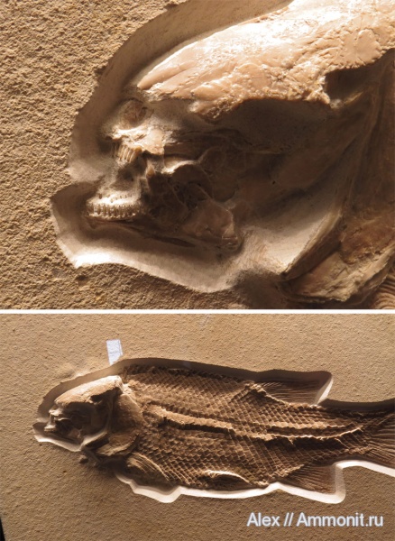 рыбы, музеи, Lepidotes, Jura-Museum Eichstätt, fish