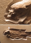 Alien fish