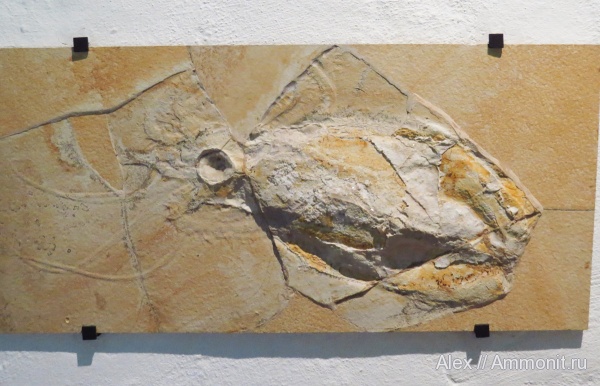 музеи, Coleoidea, Jura-Museum Eichstätt, Trachyteuthis hastiformis, Trachyteuthis