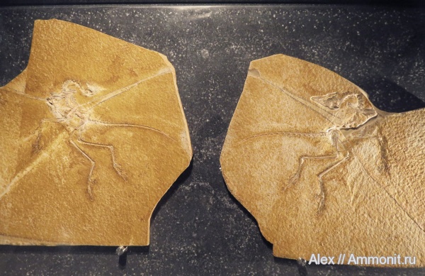 музеи, Archaeopteryx, Archaeopteryx lithographica, Jura-Museum Eichstätt