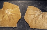 Айхштеттский экземпляр Archaeopteryx lithographica