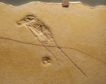 Rhamphorhynchus intermedius