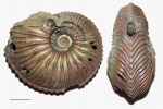 Cardioceras (Korythoceras) из Михайлова