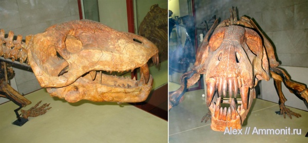 рептилии, пермь, музеи, ПИН, Titanophoneus potens, Titanophoneus, Anteosauridae, Dinocephalia, Permian