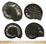 Разнообразие макроконхов Kachpurites fulgens
