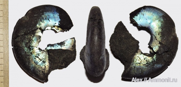 Kachpurites, Kachpurites subfulgens, устье, отпечатки мускулов, Volgian