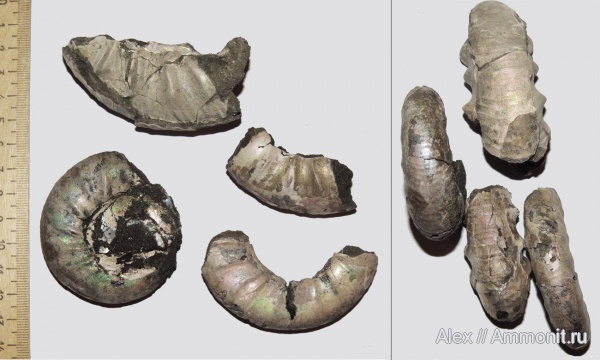 макроконхи, Kachpurites, зона Kachpurites fulgens, Macroconchs, Volgian