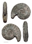 Amoeboceras regulare