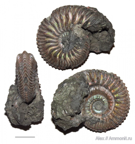 Cardioceras, нижний оксфорд, прижизненные повреждения, ammonoid sublethal injuries, Lower Oxfordian