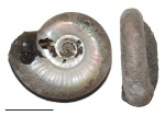 Маленький Kachpurites fulgens