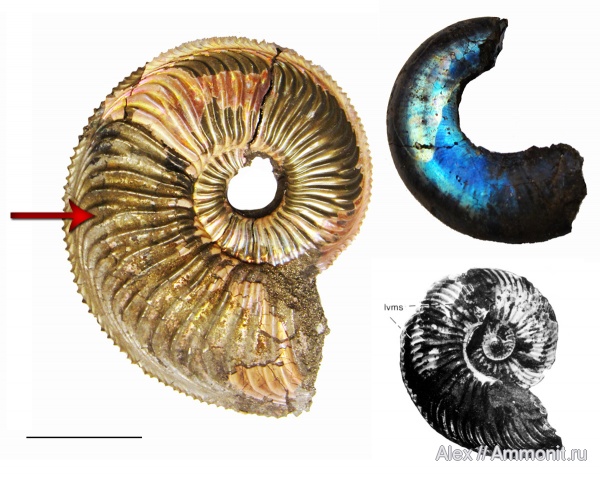 Amoeboceras, Kachpurites, Quenstedtoceras, Amoeboceras alternoides, muscle scars, отпечатки мускулов, Volgian