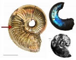 Amoeboceras alternoides - латеральный отпечаток мускула