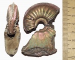 Маленький макроконх Amoeboceras alternoides