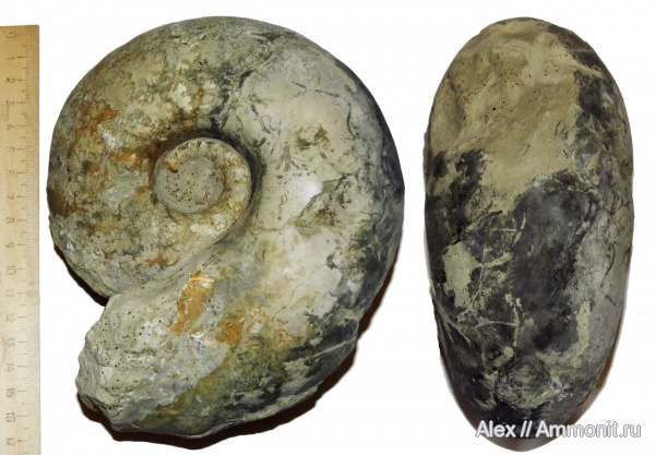 макроконхи, Quenstedtoceras, Eboraciceras, Cardioceratidae, отпечатки мускулов, Quenstedtoceratinae, Macroconchs