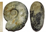 Макроконх Eboraciceras