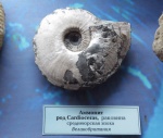 Amoeboceras ex. gr. serratum