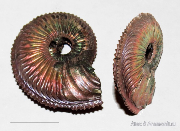 аммониты, юра, оксфорд, Amoeboceras, прижизненные повреждения, Amoeboceras alternoides, Cardioceratidae, Ammonites, ammonoid sublethal injuries, forma substructa, Oxfordian, Jurassic