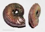 Укушенный Amoeboceras alternoides