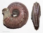 Amoeboceras transitorium ?